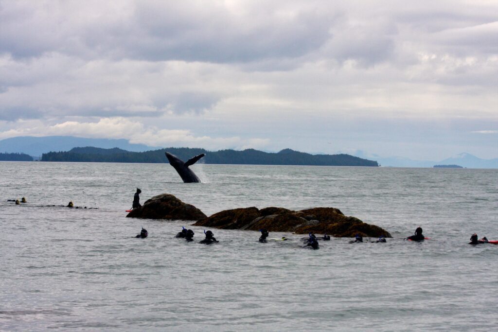 whale breaching in the background while people snorkel