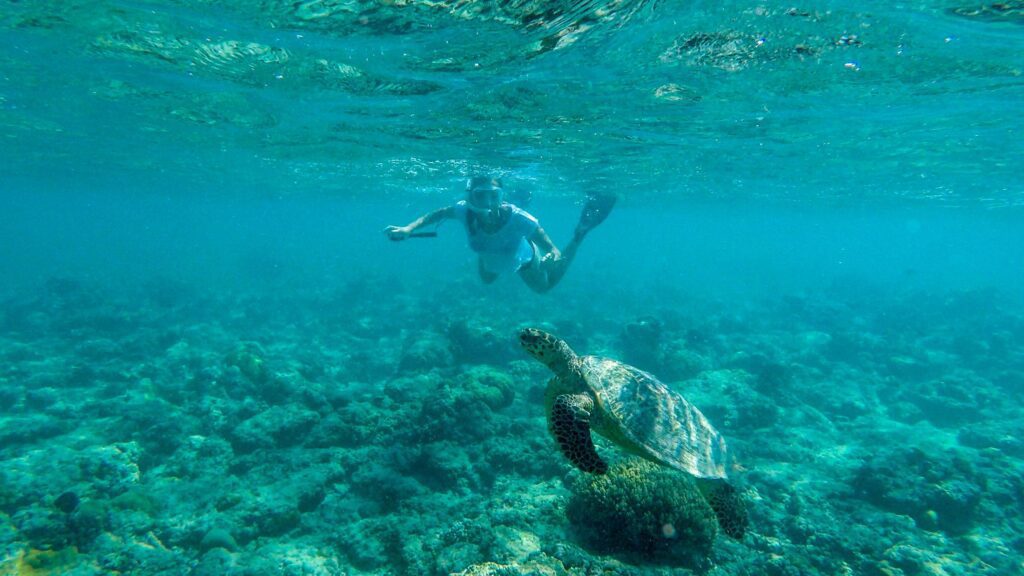 cabo pulmo snorkeling turtle