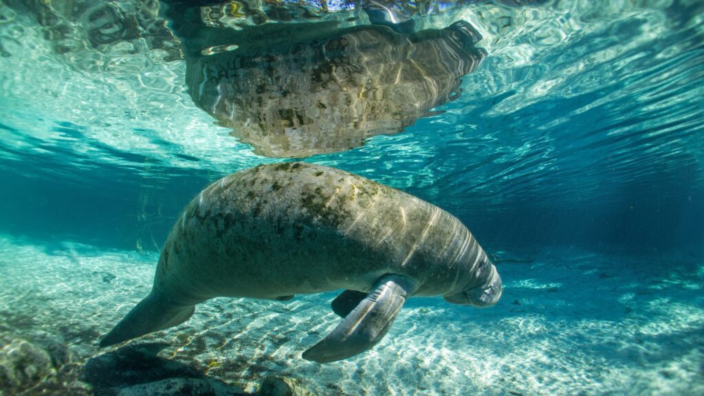 crystal river snorkeling with manatees