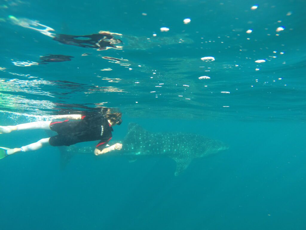 snorkeling with whale sharks