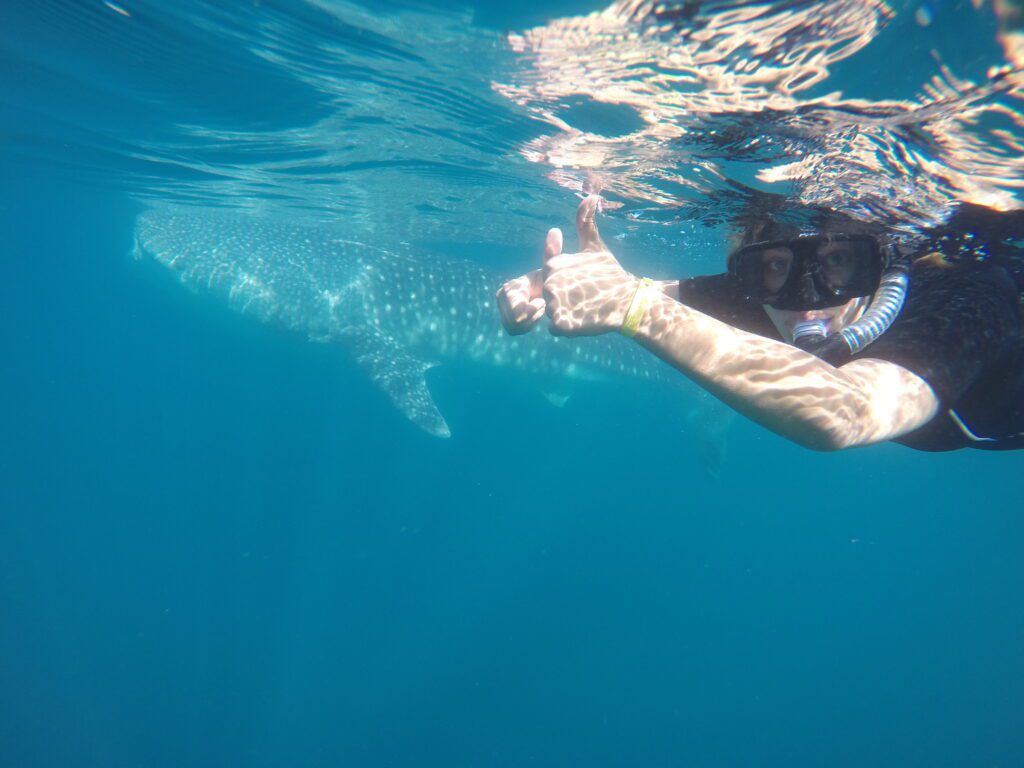 swimming with whale sharks